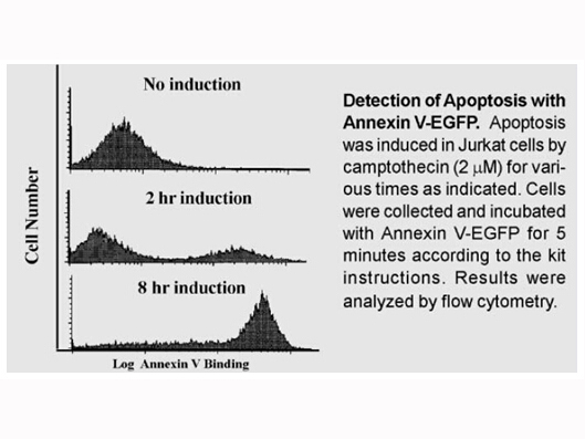 Annexin V-EGFP Apoptosis Kit Annexin V-EGFP Apoptosis Kit