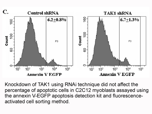Annexin V-EGFP Apoptosis Kit Annexin V-EGFP Apoptosis Kit