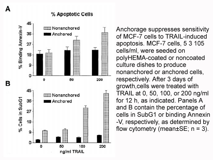 Annexin V-EGFP Apoptosis Kit Annexin V-EGFP Apoptosis Kit