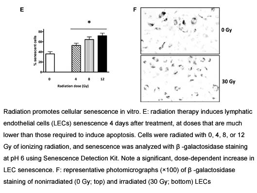 Senescence Detection Kit