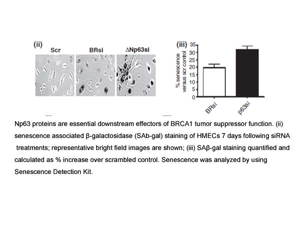 Senescence Detection Kit