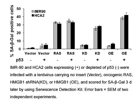 Senescence Detection Kit