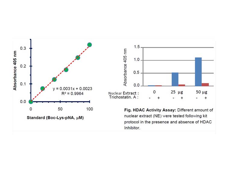 HDAC Activity Colorimetric Assay Kit