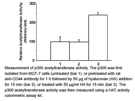 HAT Activity Colorimetric Assay Kit HAT Activity Colorimetric Assay Kit