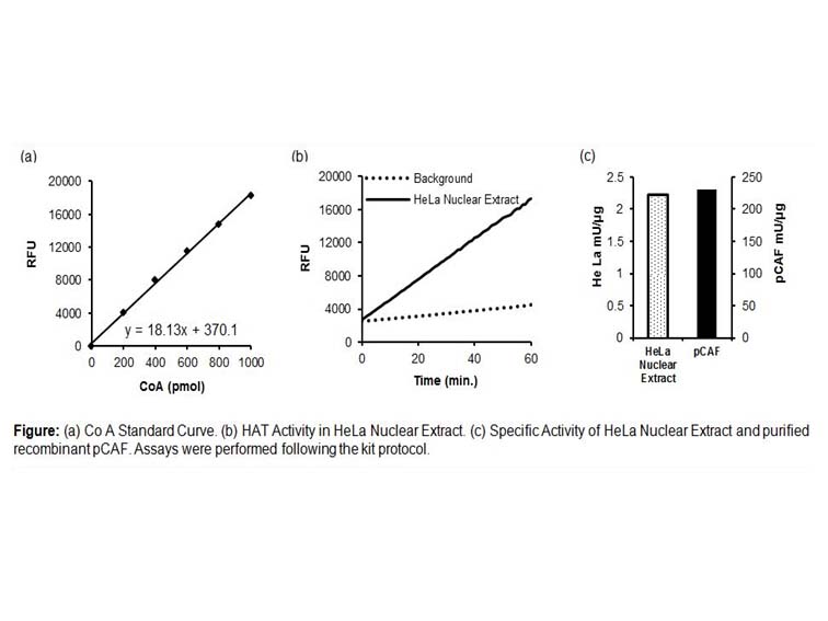 HAT Activity Fluorometric Assay Kit