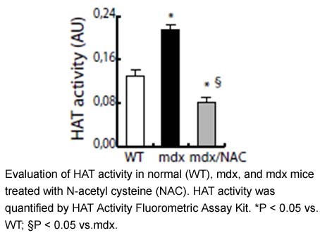 HAT Activity Fluorometric Assay Kit HAT Activity Fluorometric Assay Kit