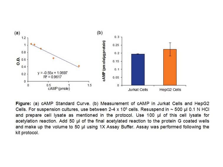 cAMP Direct Immunoassay Kit (Colorimetric)