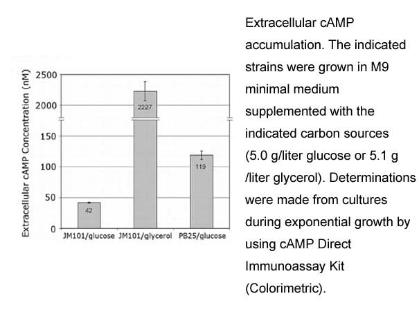 cAMP Direct Immunoassay Kit (Colorimetric)