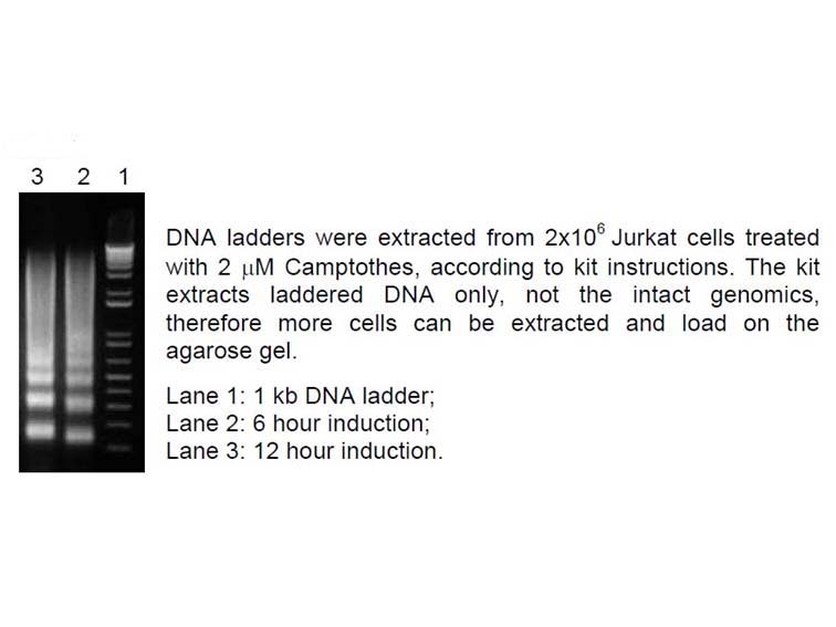 Apoptotic DNA Ladder Isolation Kit