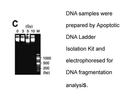 Apoptotic DNA Ladder Isolation Kit