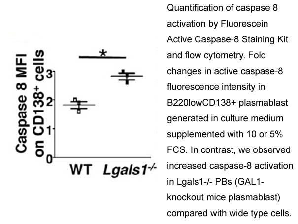 Fluorescein Active Caspase-8 Staining Kit