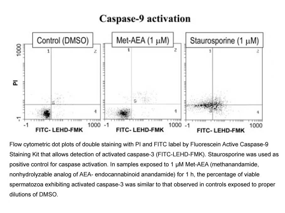 Fluorescein Active Caspase-9 Staining Kit