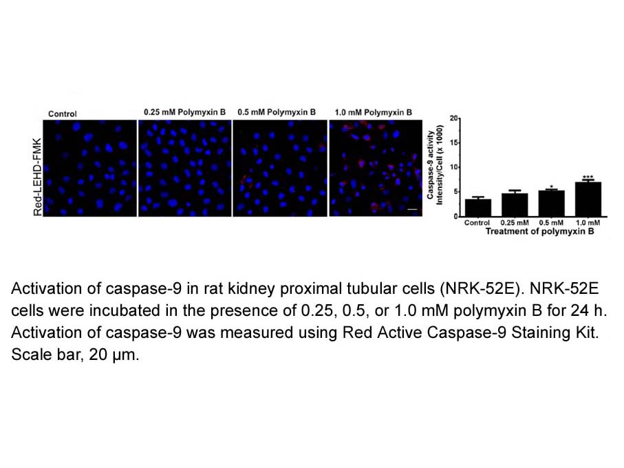Red Active Caspase-9 Staining Kit Red Active Caspase-9 Staining Kit