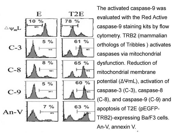 Red Active Caspase-9 Staining Kit Red Active Caspase-9 Staining Kit
