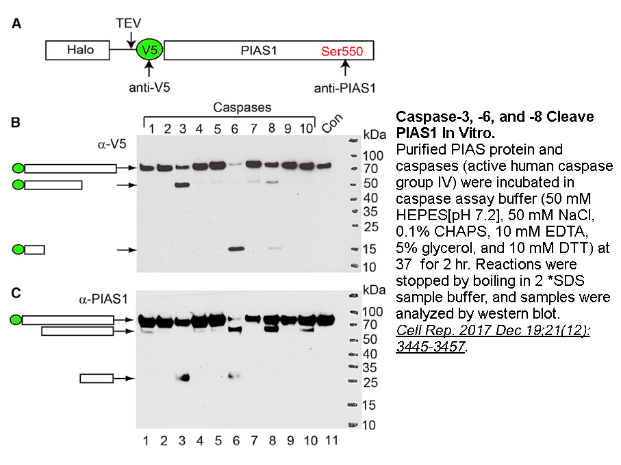 Active Human Caspases Group IV