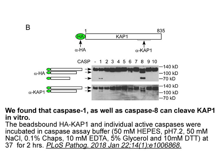 Active Human Caspases Group IV