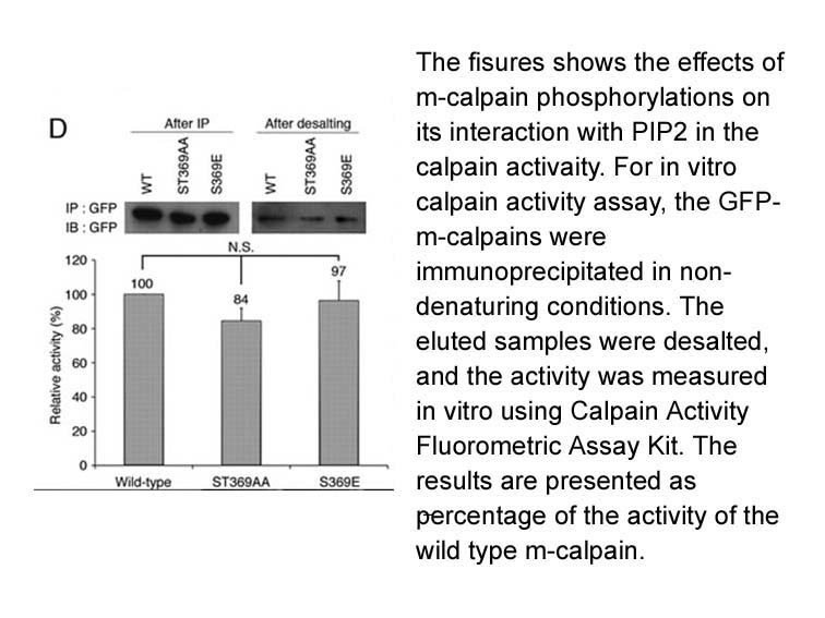 Calpain Activity Fluorometric Assay Kit