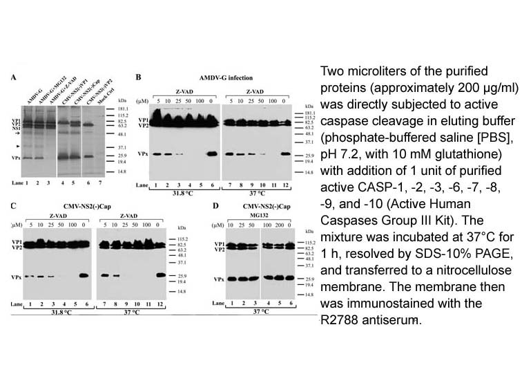 Active Human Caspases Group III