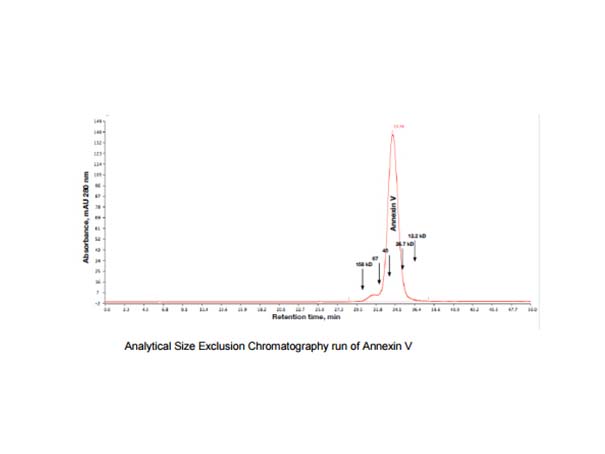 Annexin V, human recombinant