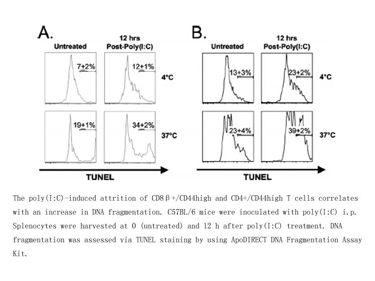 ApoDIRECT DNA Fragmentation Assay Kit