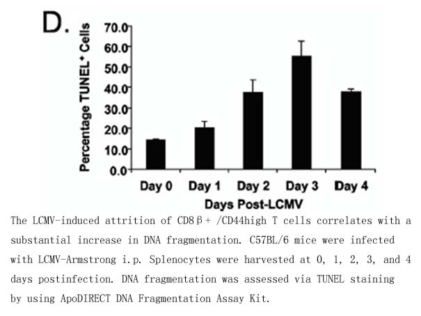ApoDIRECT DNA Fragmentation Assay Kit ApoDIRECT DNA Fragmentation Assay Kit