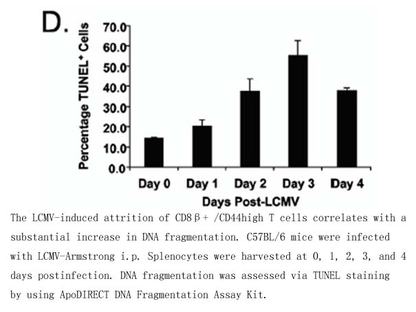 ApoDIRECT DNA Fragmentation Assay Kit