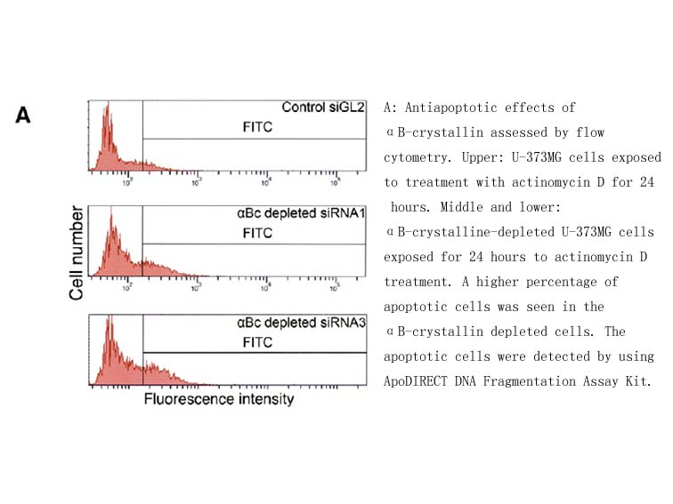 ApoDIRECT DNA Fragmentation Assay Kit