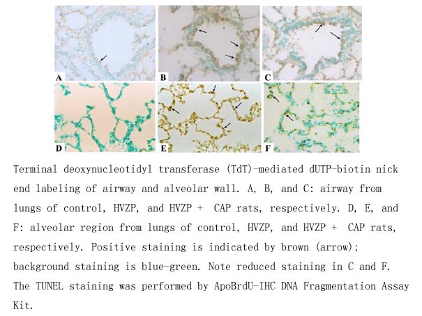 ApoBrdU-IHC DNA Fragmentation Assay Kit