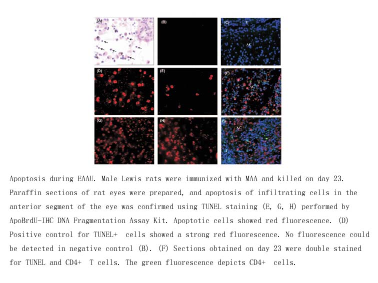 ApoBrdU-IHC DNA Fragmentation Assay Kit