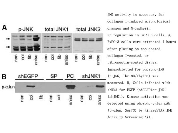 KinaseSTAR JNK Activity Screening Kit KinaseSTAR JNK Activity Screening Kit