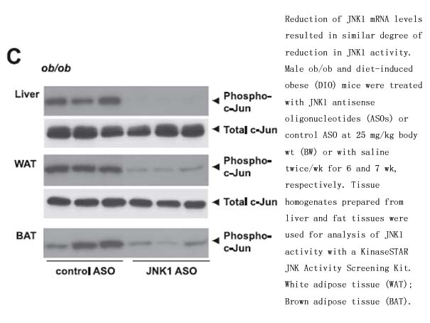 KinaseSTAR JNK Activity Screening Kit KinaseSTAR JNK Activity Screening Kit