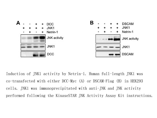 KinaseSTAR JNK Activity Assay Kit