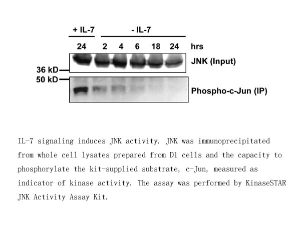 KinaseSTAR JNK Activity Assay Kit KinaseSTAR JNK Activity Assay Kit