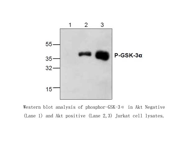 KinaseSTAR Akt Activity Assay Kit KinaseSTAR Akt Activity Assay Kit