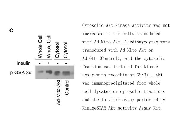 KinaseSTAR Akt Activity Assay Kit KinaseSTAR Akt Activity Assay Kit