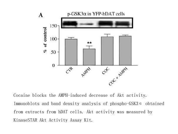 KinaseSTAR Akt Activity Assay Kit KinaseSTAR Akt Activity Assay Kit