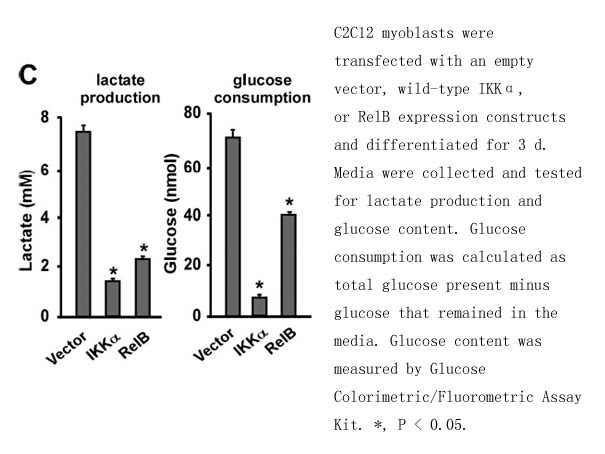 Glucose Colorimetric/Fluorometric Assay Kit