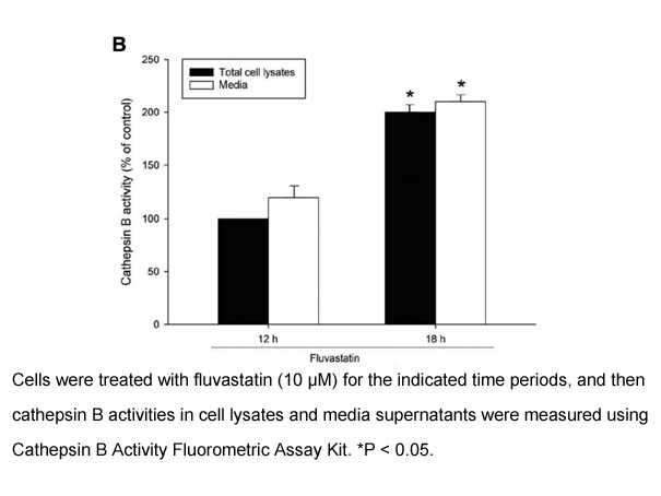 Cathepsin B Activity Fluorometric Assay Kit