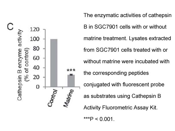 Cathepsin B Activity Fluorometric Assay Kit Cathepsin B Activity Fluorometric Assay Kit