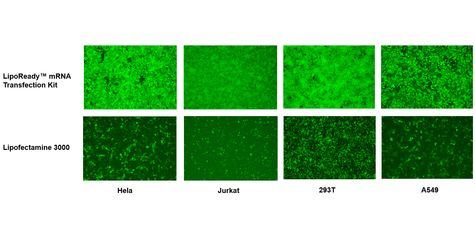 LipoReady™ mRNA Transfection Kit