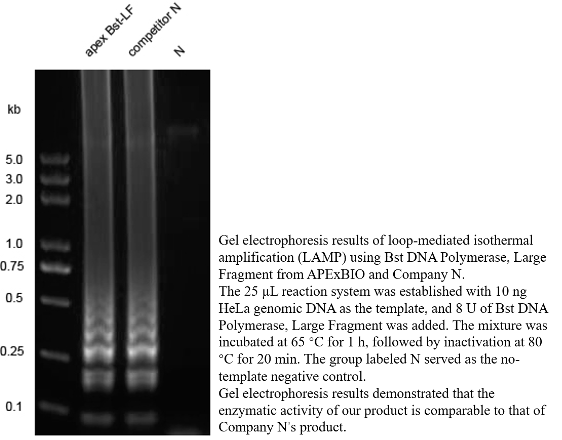Bst DNA Polymerase, Large Fragment