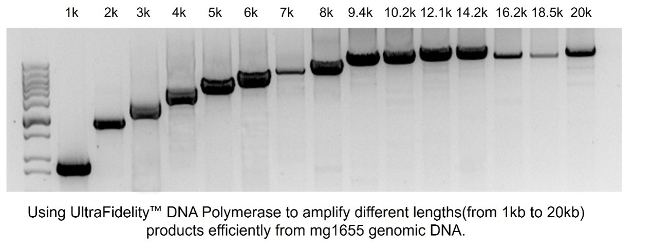 UltraFidelity™ DNA Polymerase