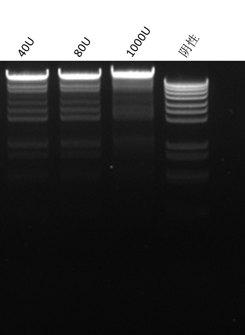 Taq DNA Ligase