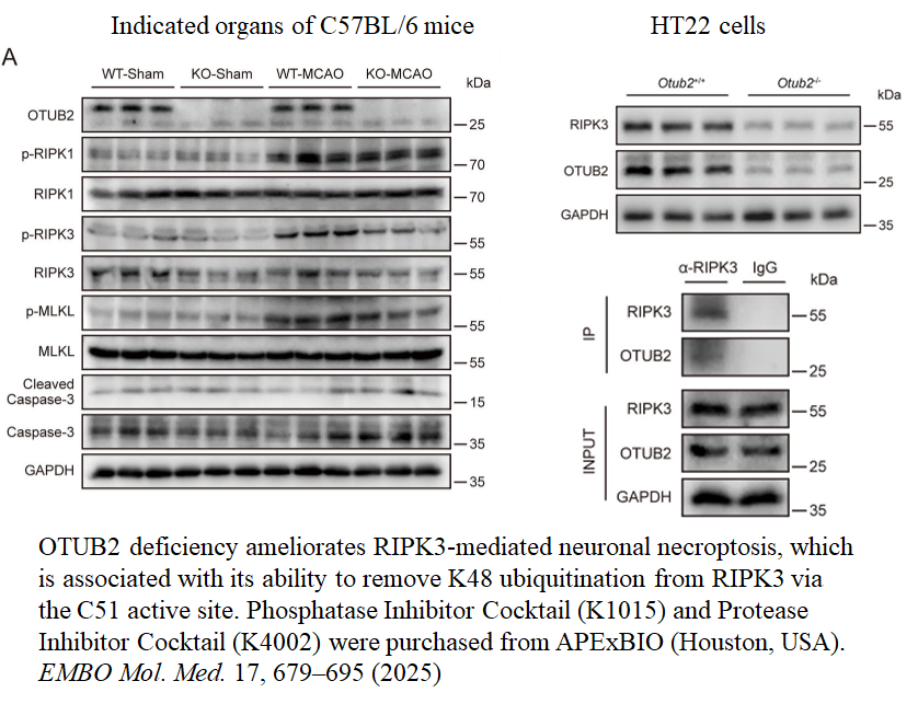 Protease Inhibitor Cocktail (EDTA-Free,100X in DMSO)
