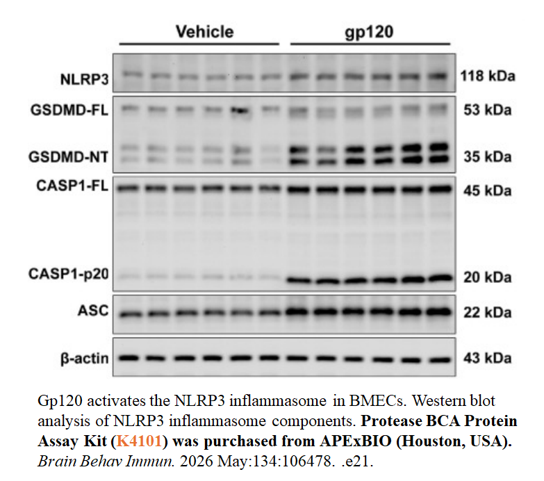 BCA Protein Assay Kit BCA Protein Assay Kit