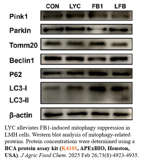 BCA Protein Assay Kit BCA Protein Assay Kit