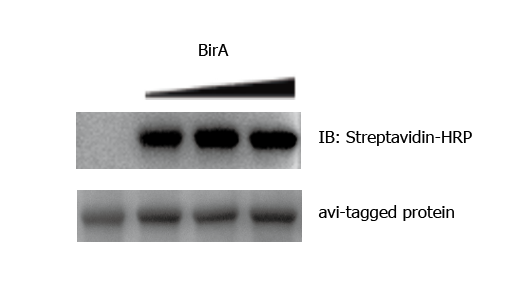 Biotin Labeling Kit for Avi-tag Protein (BirA)