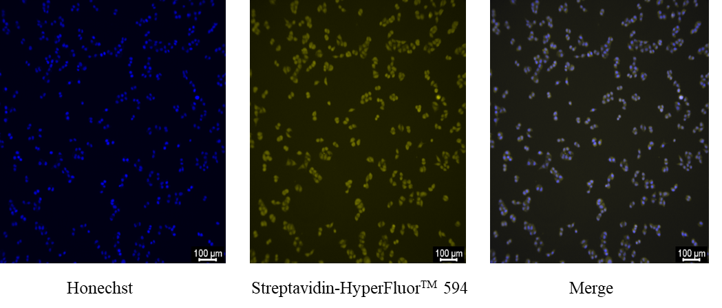 Streptavidin-HyperFluor™ 594