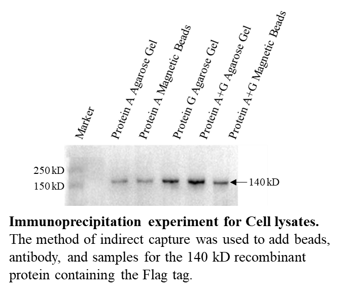 Immunoprecipitation Kit (Protein A Agarose Gel)