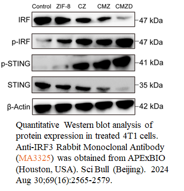 Anti-IRF3 Rabbit Monoclonal Antibody